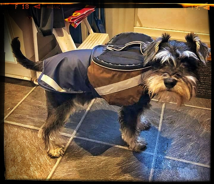 Ludde wearing his backpack and not looking happy. We were getting ready to travel to my parent's cabin in the woods for new years eve.